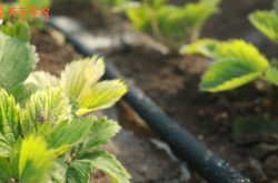 盆栽草莓苗的种植方法