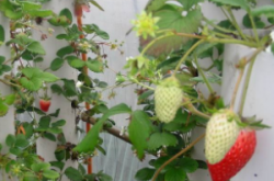 阳台种植草莓的方法有哪些?