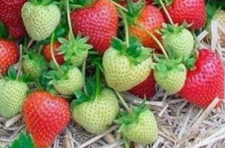 草莓苗适宜生长温度