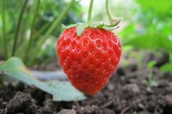 温室大棚种植草莓技术