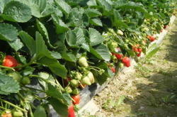 通风对草莓种植有什么作用？