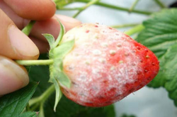 抗白粉病强的草莓品种介绍 帮你远离白粉病