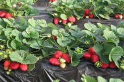 草莓苗发黑危害以及预防方法
