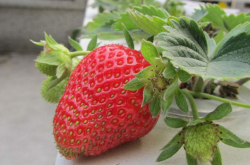 健达对草莓白粉病的效果如何？