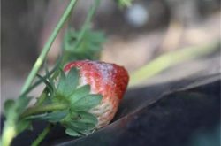 草莓果长白粉病怎么办