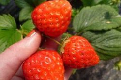 草莓碳阻病是什么引起以及危害类型
