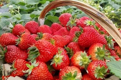 草莓在什么时候施肥？