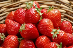 草莓怎么判断是不是老苗？