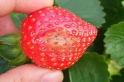 草莓果腐病是由什么引起的呢？