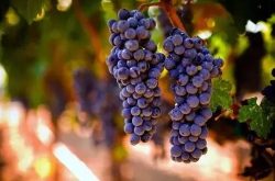 夏天种植葡萄该注意什么