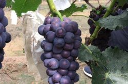 不同气候对种植葡萄的影响