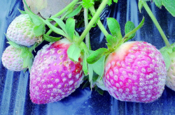 草莓白粉病喷什么药？