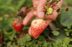 草莓冬季能施肥吗