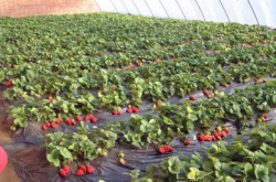 买来的草莓种子怎么种植？