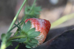 草莓颜色发白是什么病 白粉病怎么防治