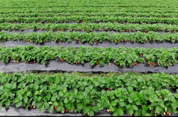 草莓施肥过量怎么办？