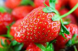 草莓枯萎病发生因素解析，两招针对性进行预防