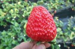 草莓怎样施肥，快速让草莓成长的小技巧