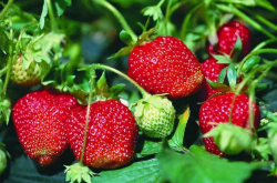 草莓移栽多久施肥？