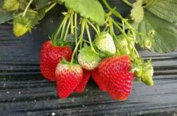 草莓苗怎样过冬