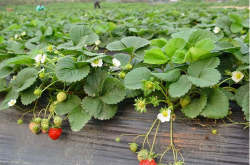 草莓苗繁殖小苗是长什么样的？
