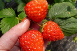 草莓苗的种植经验和方法