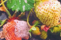 草莓叶子一层白色东西是什么病