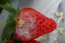 草莓易生什么病