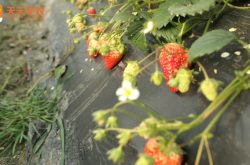 烟台草莓种植面积图片