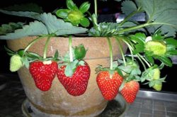 草莓如何施肥才能高产呢？
