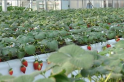 草莓需施肥特点以及滴管施肥技术