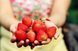 草莓红了软了是什么病，草莓软果防治方法