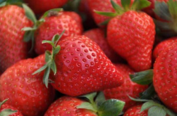 草莓叶斑病应该如何预防？