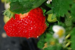 草莓矮化病如何治疗和具体原因