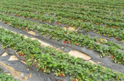 草莓种植过程中如何施肥？