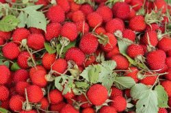 草莓施肥方法，这些种植措施很关键