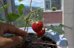 为什么草莓苗上要有盖膜？