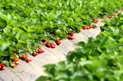 如何预防草莓苗被冻？