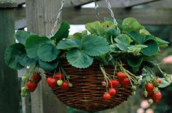 草莓长藤的苗还能结果吗？