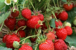 草莓籽脱落什么病？