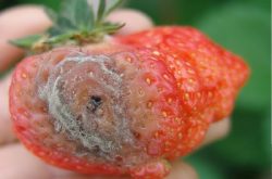 草莓疫霉果腐病如何防治