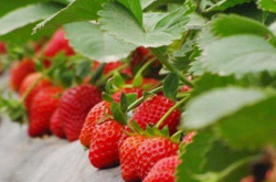 草莓结果了怎么施肥？
