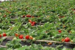 种植草莓的施肥方法