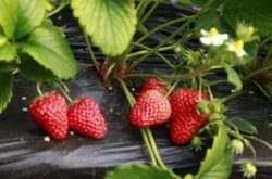草莓白粉病有什么方法防治