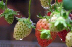 草莓什么时候施肥好和防治害虫方法