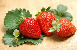 怎样使草莓苗生长的更快