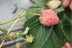 草莓白斑病是什么？如何防治？