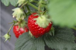 章姬草莓病的防治