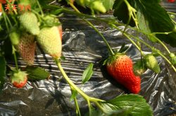 草莓园草莓图片