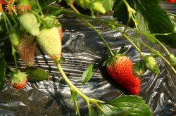 上海嘉定草莓采摘园图片